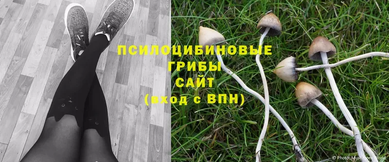 Псилоцибиновые грибы MAGIC MUSHROOMS  Ессентуки 